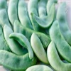 100% High Quality Fresh Lima Beans Wholesale From Bangladesh