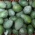 Import 100% High quality matured Organic Avocado from Germany