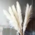 Import 150cm Decor Natural Dried Pampas Phragmites Communis Decoration Pampas Grass Flower Bunch for Home Living Room Wedding from China