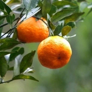 2016 Natural pollution-free Fresh Orange Fruits Mandarin Orange Citrus Quince Fruits