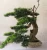 Import 2019 factory directly wholesale unique design cost price indoor artificial tree home direction bonsai from China