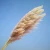 Import 2020 Hot selling Real Dried Flowers Pampass Grass Decoration from China