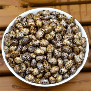 2095 Bi ma zi High Quality Castor Seeds for Making Oil