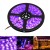 Import 5M SMD 2835 3528 5050 DC 12V 60Leds/m 120Leds/m Black White PCB UV Purple LED Strip light from China