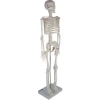 85cm medical  human body model skeleton model of human anatomical teaching for school and hospital