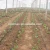 Import Agriculture farming cheap price 16mm t tape drip irrigation from China