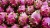 Import Agriculture Vietnamese Sweet Fresh Dragon Fruit from Vietnam