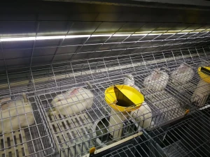 Automatic Animal Cages Commercial Rabbit Cages Chicken Cages
