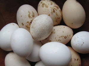 Best Farm Fresh Chicken Eggs, Brown / White Chicken Egg for Relatively the best Prices