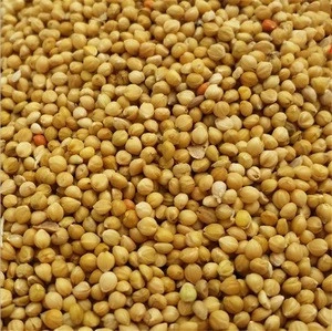Best Quality  Yellow Millet  For Sale