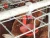 best sale long life span galvanized chicken layer cage for Bangladesh poultry chicken farming increasing eggs production