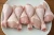 Import Brazil Best Halal Whole Frozen Chicken For Export / Chicken breast , Chicken Legs, Chicken Drumsticks from Brazil