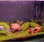 Import Ceramic Pleco Cichlid Cave Fishes Shrimp Breeding Shelter Aquarium Fish Tank Decoration Cave from China
