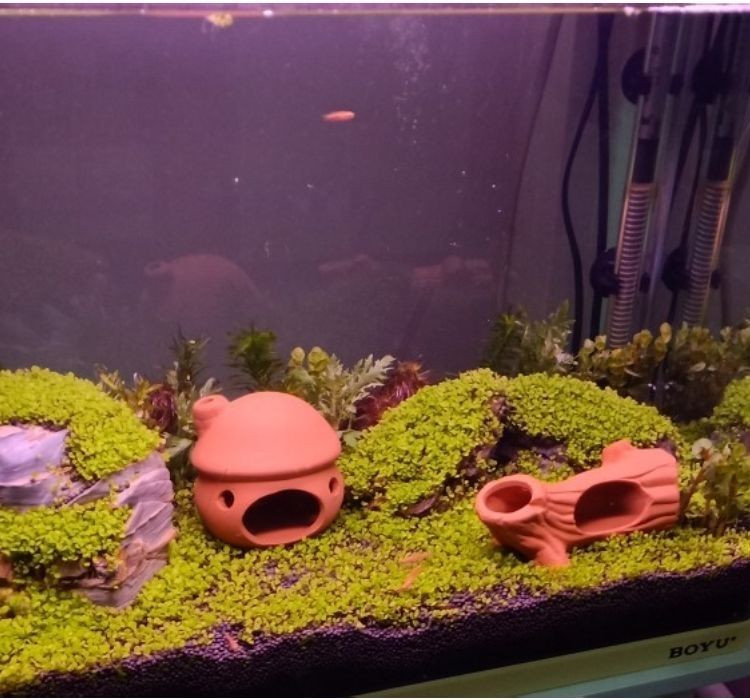 Buy Ceramic Pleco Cichlid Cave Fishes Shrimp Breeding Shelter Aquarium ...