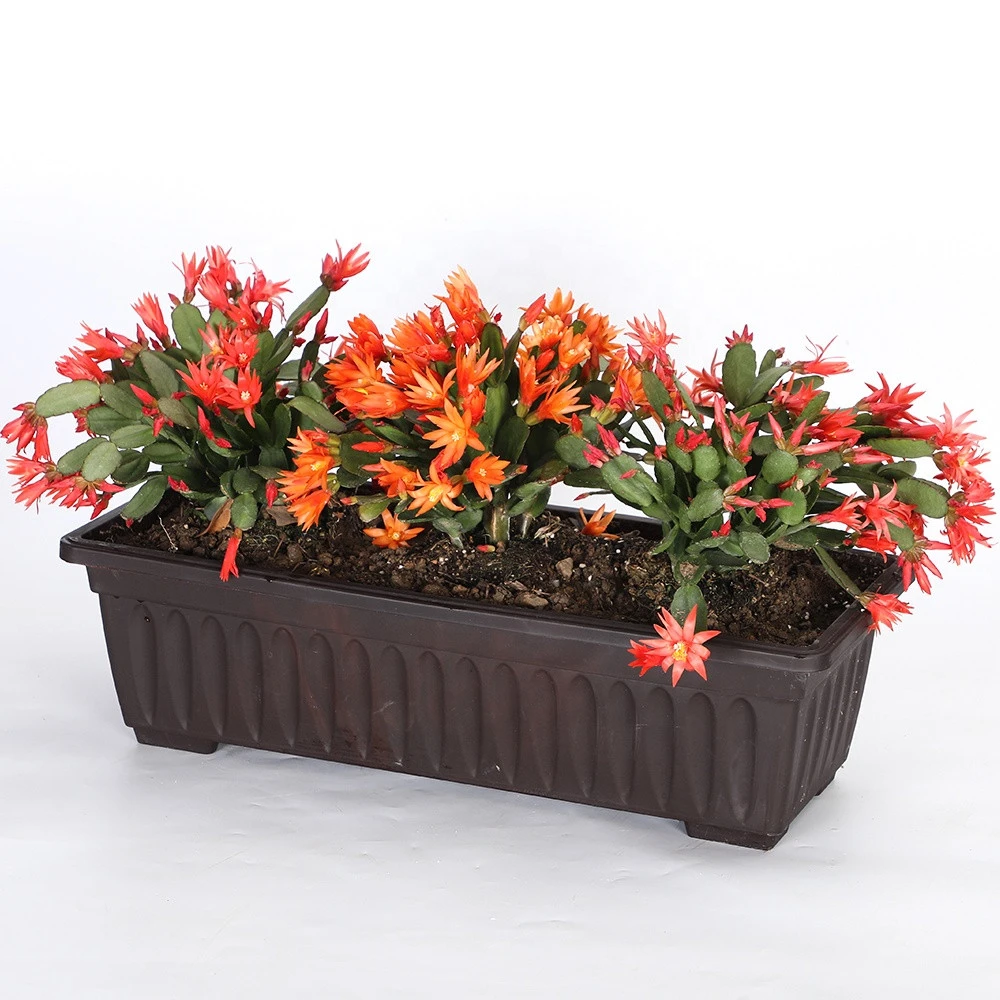 Cheap rectangular plastic flower pot PP resin rectangle planter balcony outdoor indoor