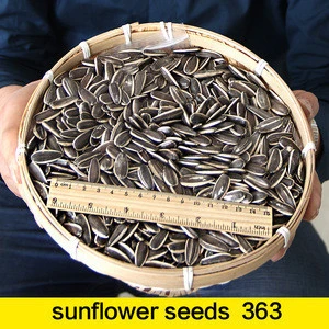 china sunflower seed 363 price