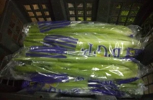 China supply for sale fresh celery vegetables