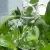 China Wholesale Blown Opening Flower Plant Self Watering Glass Spike Spheres Glass Self Watering Bulbs