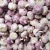 Import Chinese Low Price Fresh Garlic White Garlic Normal White Garlic from China