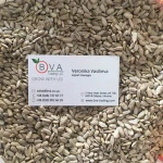 Confectionery sunflower seeds kernel