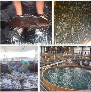 customize size Indoor RAS Fish shrimp Aquaculture farming equipment