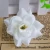 Import different fresh cut flower head flower spray decoration exporters from China