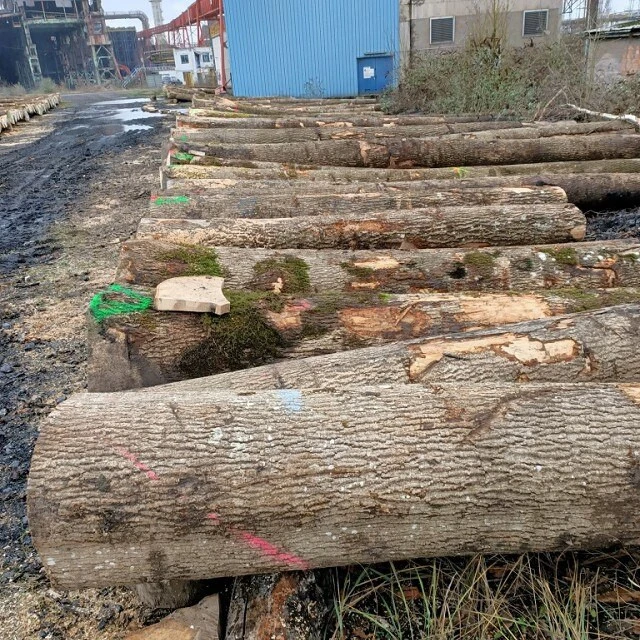 europe wood white ash beech logs african ebony log