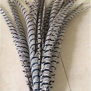 Factory direct sale high quality and Cheap Natural 35-40 inch Lady Zebra Pheasant Tail Feathers plumas