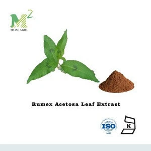 Factory Supply 100% Natural High Quality Rumex Acetosa Leaf Extract Powder