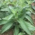 Import Factory Supply Perennial Syrnprtytum Peregrinum Seeds for Forage from China