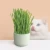 Import Factory Wholesale Clean Mouth Remove Hairballs Pet Cat Grass Cup from China