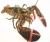 Import First class Live Canadian Lobsters from Philippines