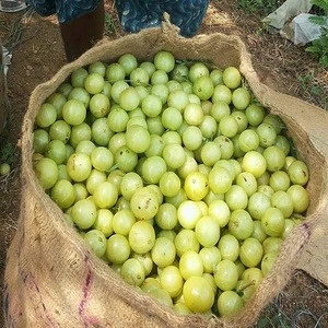 Fresh Amla Fruits