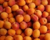 Fresh Apricots & Frozen Apricots