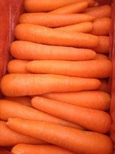 Fresh carrots