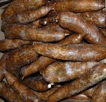 FRESH CASSAVA
