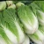 Import Fresh Celery Cabbage ,Celery Cabbage ,New Harvest Fresh Celery Cabbage from South Africa