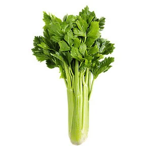 Fresh Celery Leeks / Celery / Fresh Exotic Vegetables