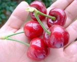 Fresh Cheries from China