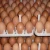 Import Fresh Chicken Eggs / Round Table Eggs for Sale / fertile hatching eggs from South Africa