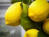 Fresh Citrus Fruits /Yellow Lemon & Green Lime/ Yellow Eureka Fresh Lemon.