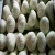 Import fresh garlic normal white (10kg carton/mesh bag) from Egypt