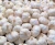 Import Fresh Harvest Fresh White Garlic Available Now from Austria