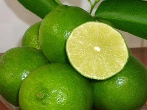 FRESH LIME FROM VIETNAM EXPORT STANDARD PRICE FOR SALE.