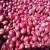 Import Fresh Onions from India from India