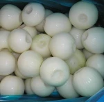 Fresh Peeled Onion