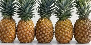 FRESH PINEAPPLES FROM SOUTH AFRICA