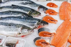 Fresh Salmon Fish / Salmon From Norway - 100% Export Quality Salmon Fish
