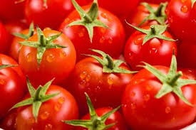 FRESH TOMATO EXPORT STANDARD PRICE FOR SALE HIGH QUALITY WITH BEST PRICE FOR YOU