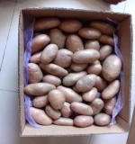 Fresh Vegetable/Potato